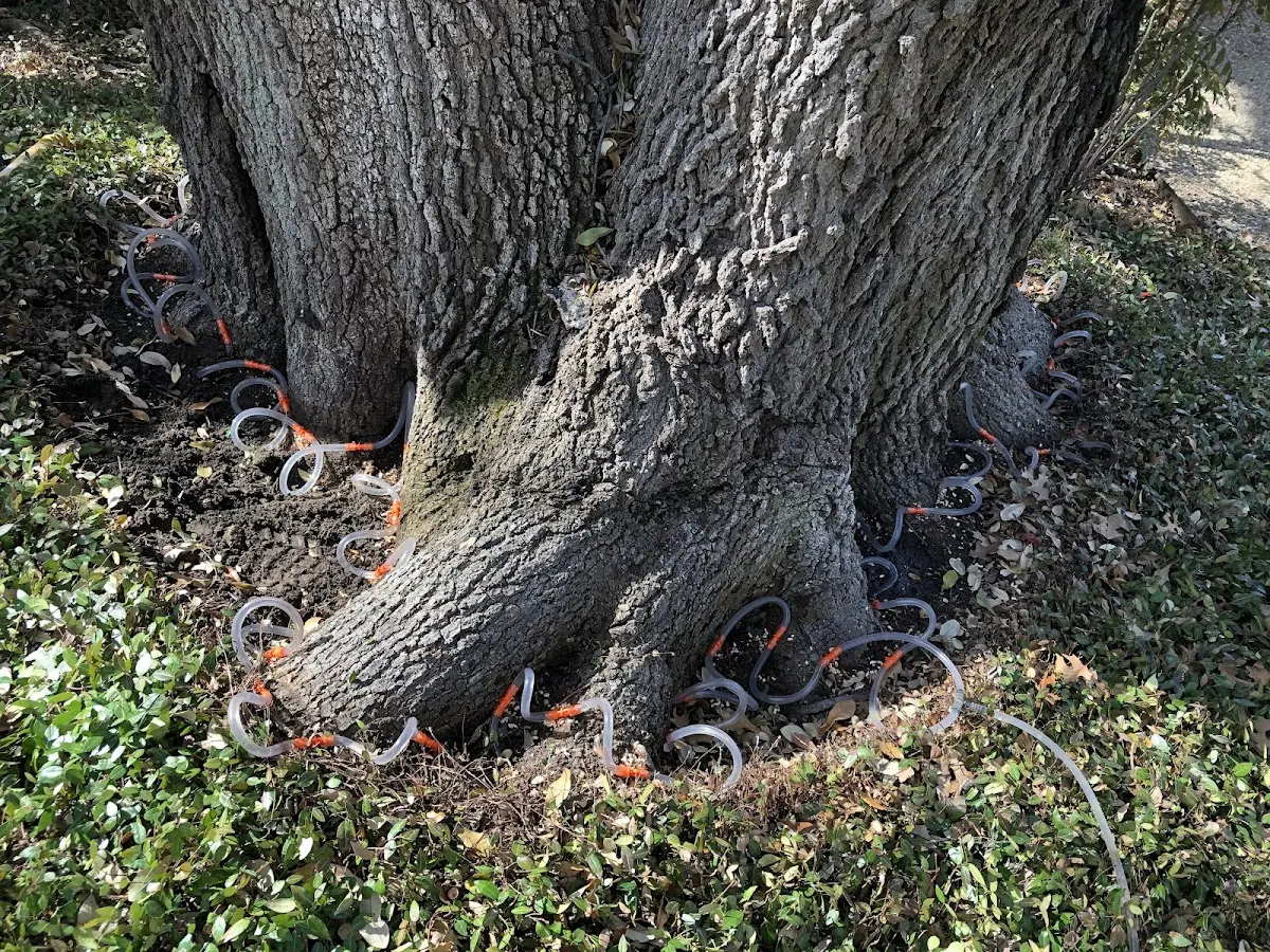 Detailed Tree Cabling and Bracing job site in Elkins Park