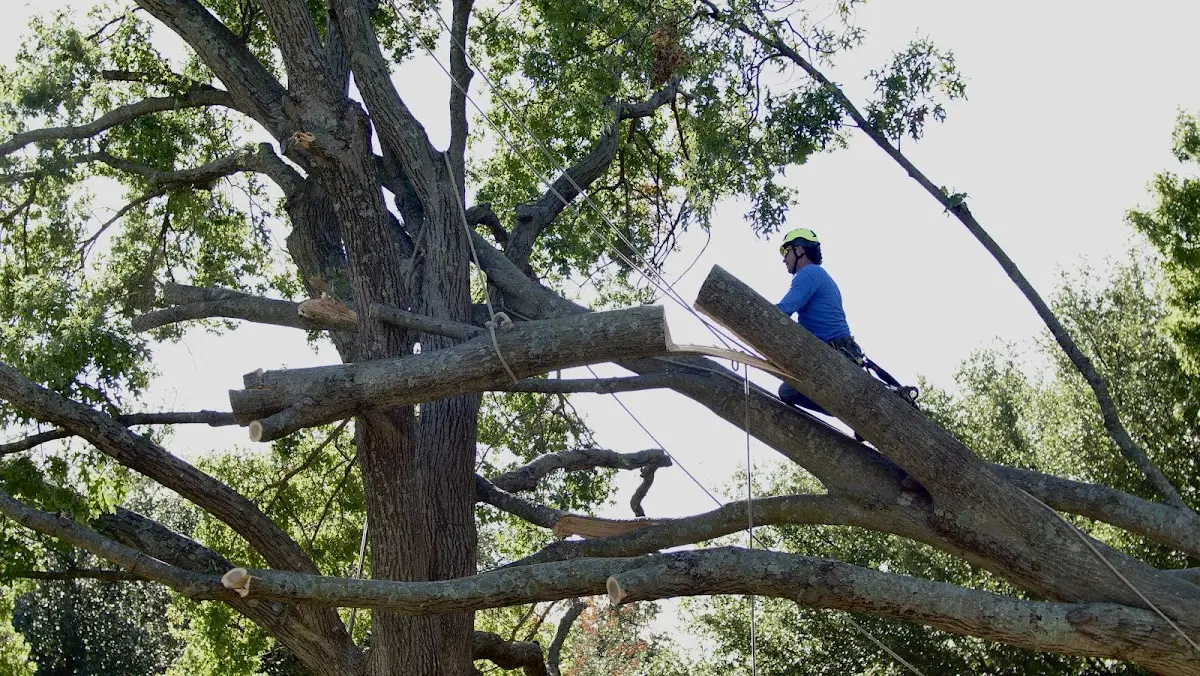Professional Crown Thinning performed by certified arborists in Elkins Park
