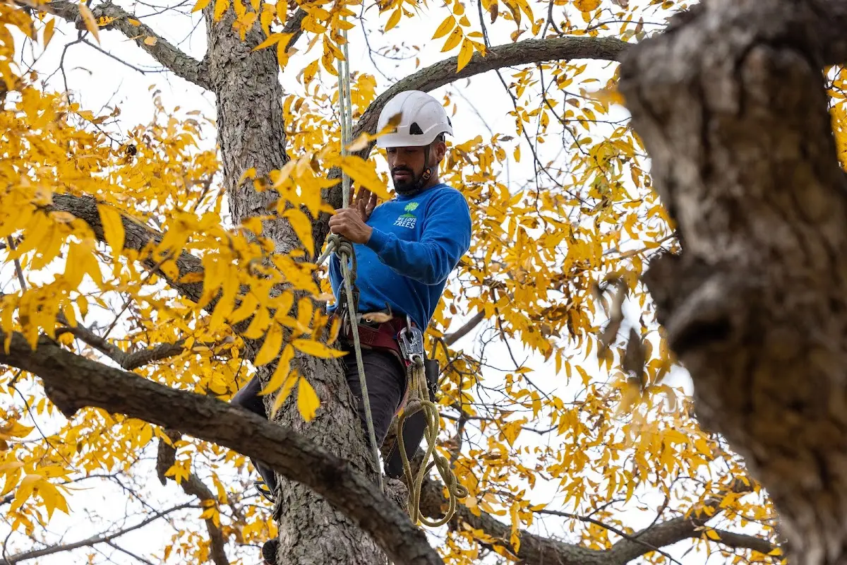Skilled Tree Pruning crew working in Elkins Park